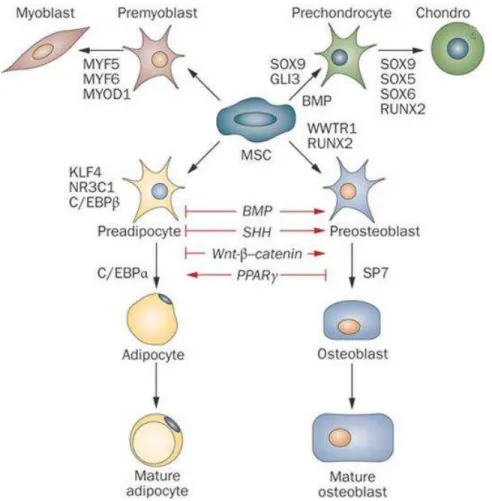 Figura 3. Diferenciação das células tronco mesenquimais. Ilustração dos possíveis  caminhos de diferenciação e comprometimento que a célula tronco mesenquimal (célula 
