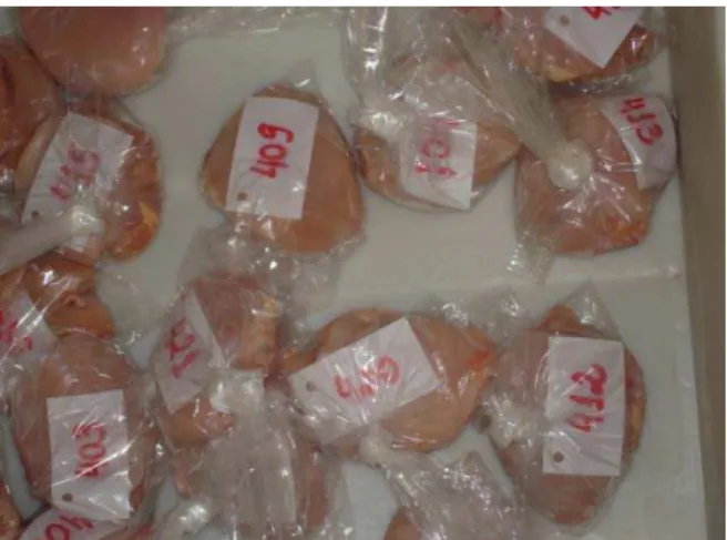 Figura 11 – Amostras de carne acondicionadas em sacos plásticos para posterior  congelamento e determinação das perdas de água por  descongelamento 