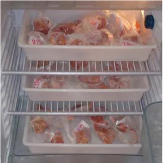 Figura 13 – Descongelamento das amostras destinadas à  determinação das perdas por descongelamento em  refrigerador 