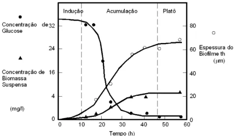Figura 3.9: Variação no tempo da biomassa e remoção de substrato, indicando as fases de indução,  acumulação e estabilização
