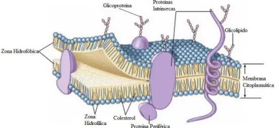 Figura  4:  Representação  esquemática  do  Modelo  de  Mosaico  Fluido  da  membrana  citoplasmática,  com  a  bicamada  fosfolipídica,  os  esteróis  (neste  caso,  colesterol),  os  glicolípidos  e  moléculas  proteicas  intrínsecas  e  periféricas  (Ad