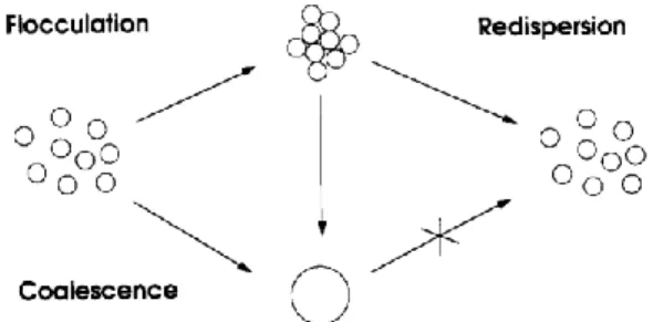 Figure 1 Flocculation and coalescence. (16) 