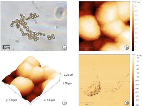 Figure 2.7: Various microscopies of the 1.0 µm Dynabeads: (a) Optical microscopy (100x), (b) Atomic force microscopy, (c) 3D modulation of the AFM, (d) Magnetic force microscopy.