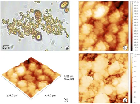 Figure 2.8: Various microscopies of the Epoxy beads: (a) Optical microscopy (100x), (b) Atomic force microscopy, (c) 3D modulation of the AFM, (d) Magnetic force microscopy.