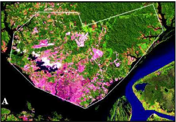 Figura 3 Imagem de satélite TM-Landsat 5 da área urbana da cidade de Manaus em 1985 (JARDIM e NELSON, 2003, p