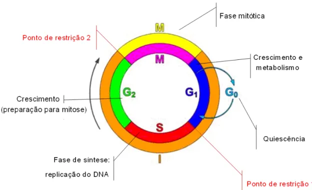 FIGURA 1:Representação esquemática do ciclo de reprodução celular  (adaptado de http://commons.wikimedia.org/wiki/File:Cell_Cycle_2.png)