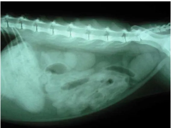 Figura 3 - Imagem de radiografia simples abdominal de felino doméstico em projeção látero- látero-lateral 