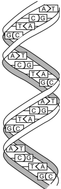 Figure 3.1: Representation of a double stranded DNA molecule, with its base pairs: Adenine (A), Thymine (T), Cytosine (C), and Guanine (G)