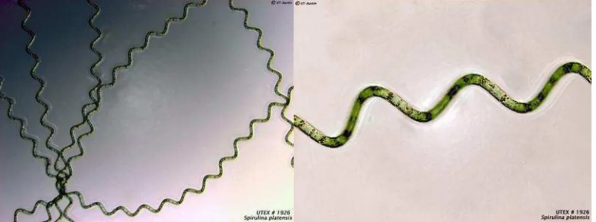 Figura 01  –   Arthrospira (Spirulina) platensis UTEX 1926. (Fonte: UTEX, 2016). 