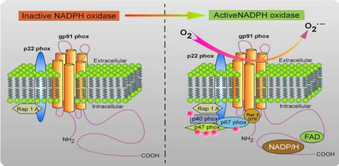 Figura 2 - Estrutura da enzima NAD(P)H oxidase em seu estado basal e ativado. 