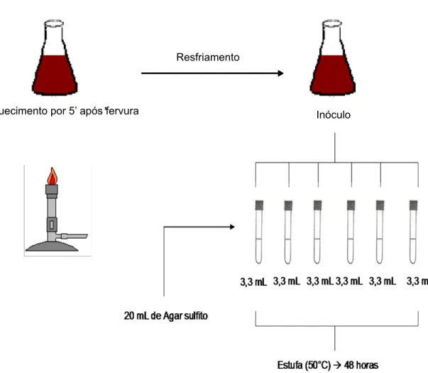 Figura 7 – Esquema de análise para contagem de esporos de bactérias termófilas anaeróbias produtoras                   de H 2 S 