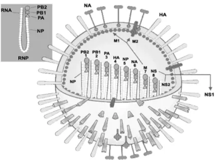 Figura 2 - Diagrama da partícula do virus Influenza A. A Hemaglutinina, a Neuraminidase  e a proteína da Matriz M2, são inseridas ao envelope lipídico