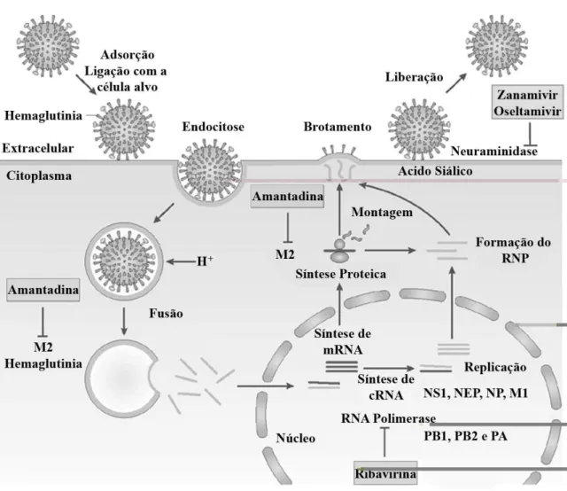 Figura 6 - Ciclo replicativo do Vírus Influenza A exibindo as etapas e proteínas envolvidas  no processo