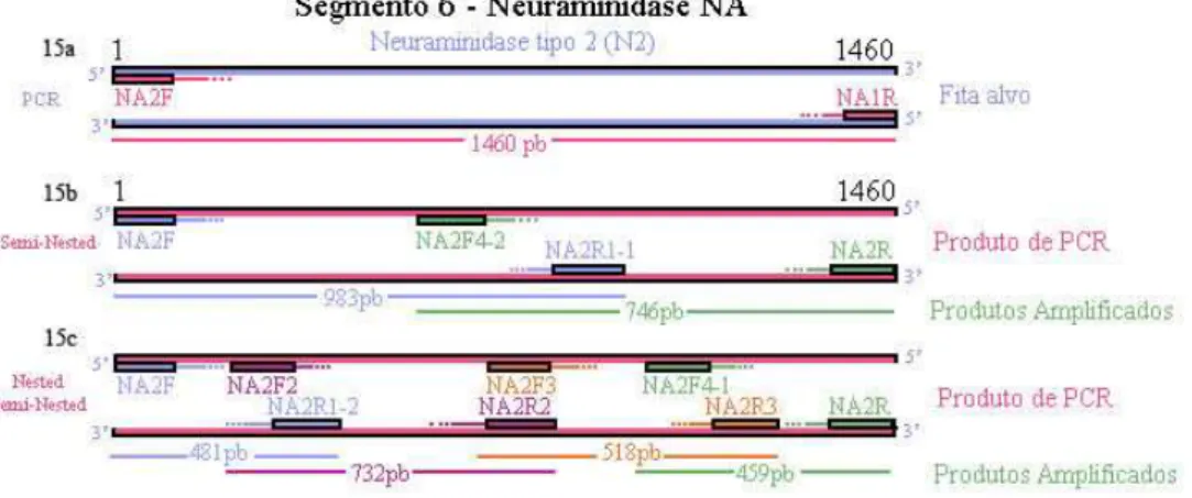 Figura  15  -  Esquema  dos  primers  utilizados  na  PCR  e  Semi-nested/Nested  PCR  para  amplificação  do  gene  da  NA,  subtipo  N2