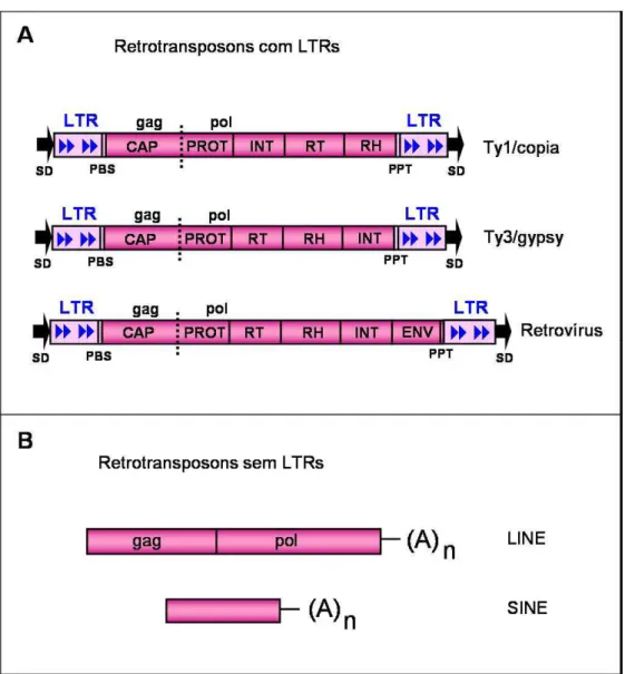 Figura 2 – Diversidade estrutural dos retroelementos. A: Grupo dos retrotransposons com LTRs  e retrovírus