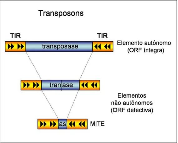 Figura 3 – Estrutura de uma família de transposons, mostrando as diferentes formas em que  podem ser encontrados
