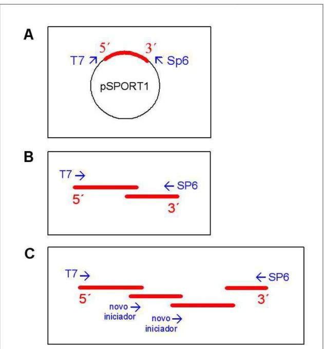 Figura 5: A: Representação esquemática dos clones de cDNA do  SUCEST, subclonados no  vetor pSPORT1
