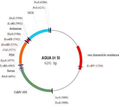 Figura 2. Vetor AQUA 01_SI 