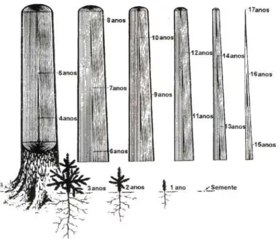 FIGURA 2- Esquema de crescimento de uma árvore. Fonte: P ANSlllN &amp; ZEEUW (1980).