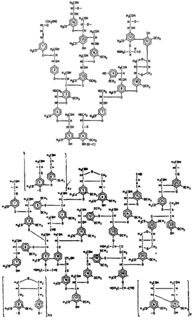 FIGURA 8- Modelo para a lignina de uma conífera e de uma folhosa, respectivamente. Fonte: FENGEL &amp; WEGENER (1984).
