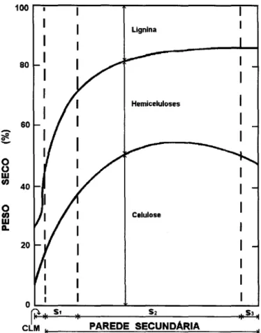 FIGURA 14- Distribuição dos componentes químicos em uma parede celular. Fonte: