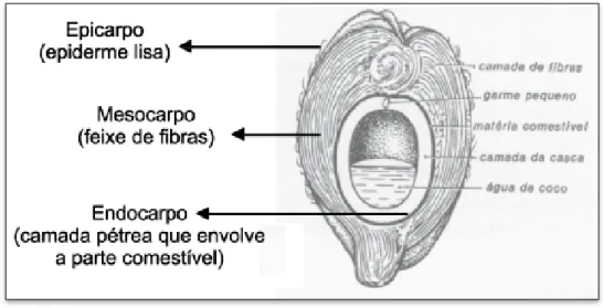 FIGURA 3 – Corte longitudinal do coco  Fonte: ANDRADE et al., 2004 