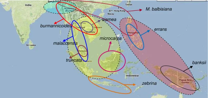 Figura 2 - Distribuição geográfica da espécie M. balbisiana e das subespécies de M. acuminata  (linhas  cheias)  e  os  subgêneros,  Autralimusa  (elipse  vermelho),  Callimusa  (elipse  amaralelo) e Rhodochlamys (elipse azul) 