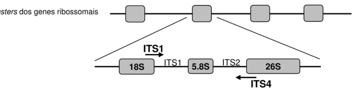 Figura 3 - Estrutura do gene ribossomal (rDNA) indicando as regiões amplificadas pelos primers de     ITS1 e ITS4, incluindo ITS1 - 5.8S - ITS2 