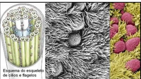 Figura 3.   Desenho  esquemático  e  microscopia  eletrônica  do  esqueleto  dos  cílios  (Fonte disponível em: http:// www.teliga.net