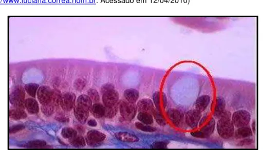 Figura  5 .  Microscopia  óptica  do  epitélio  pseudoestratificado  traqueal.  Marcada  uma  célula  secretora  (Fonte  disponível  em:  http://www.mundoeducacao.com.br