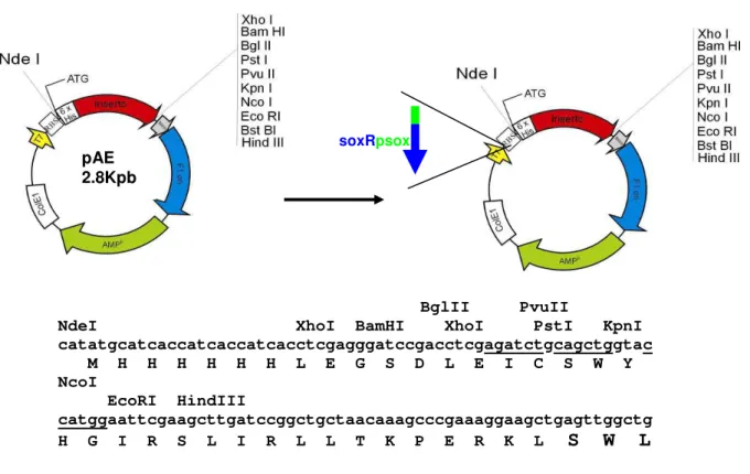 Figura  4.4  Vetores  de  expressão  pAE  e  pAEsox  com  a  descrição  dos  sítios  de  múltiplas  clonagens