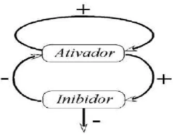 Figura  1:  Ilustração  dos  ciclos  de  retro-alimentação  envolvidos  em  um  sistema  contendo  espécies  ativadora e inibidora