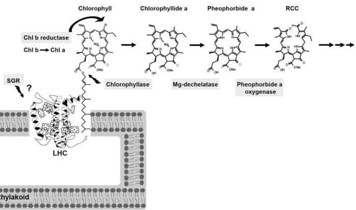 Figura  1  –  Modelo  de  enzimas  envolvidas  na  degradação  da  clorofila  em  plantas  superiores e estruturas químicas de clorofila (PARK et al., 2007) 