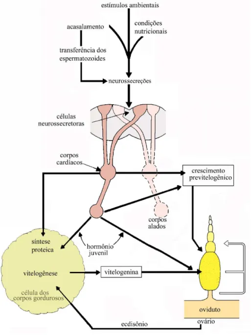 Figura 1 - Ilustração esquemática do controle endócrino da reprodução em insetos, adaptado de Mordue et al