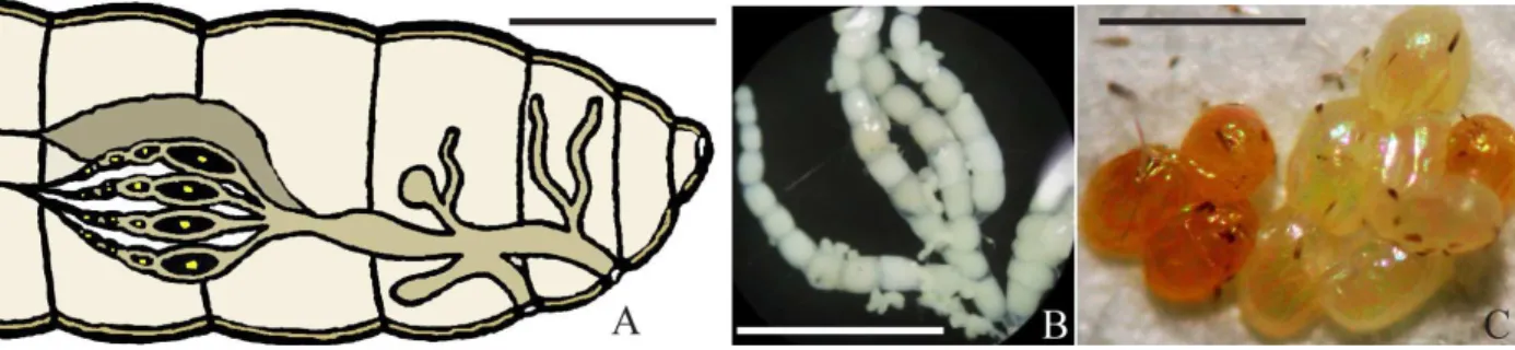 Figura 2 - Estruturas reprodutivas de Phthorimaea operculella. A - Esquema da disposição dos ovários, adaptado de  Nijhout (1994); B – Fotografia dos óvulos de fêmea virgem em quatro ovaríolos do tipo meroístico  politrófico e C – Fotografia de alguns ovos