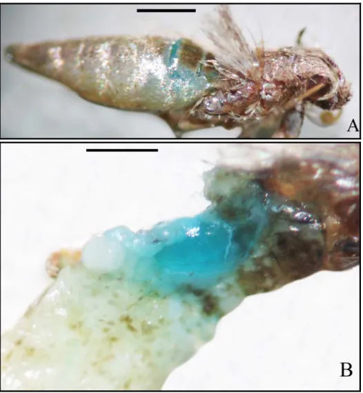 Figura 3 - Fotografias  das evidências  da ingestão de carboidratos por adulto de Phthorimaea operculella utilizando-  -se corante colorido azul anis como marcador: A - Visão exterior do abdome do inseto com a porção  anterior corada e B - Abdome dissecado