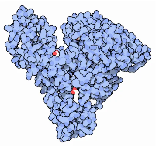 Figura 1. Representação de uma molécula de BSA (azul) carregando moléculas de ácidos  graxos (cauda hidrofóbica em branco e cabeça hidrofílica em vermelho) 