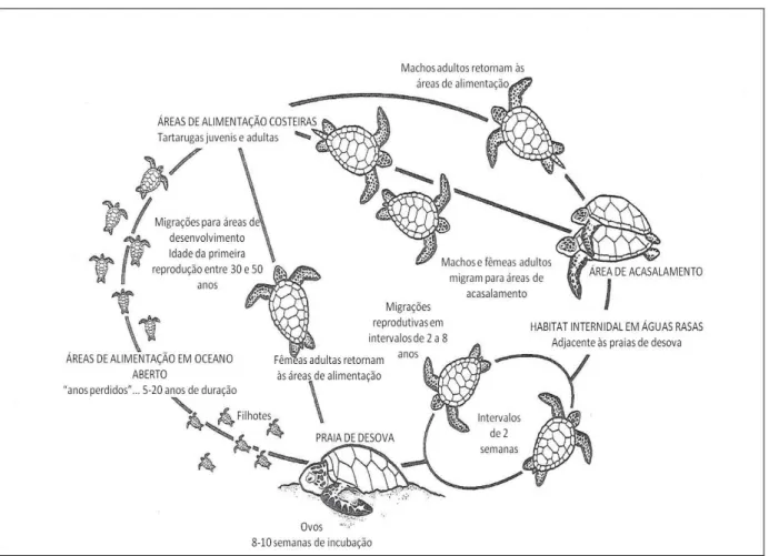Fig.  1:  Ciclo  de  vida  generalizado  de  tartarugas  marinhas.  Modificado  de  Miller  (1997)