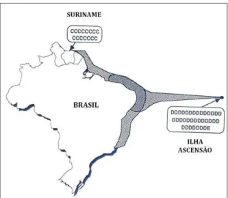 Fig. 5: Genótipos de mtDNA observados no Suriname e Ilha Ascensão. Apesar de as  fêmeas  compartilharem  a  mesma  área  de  alimentação  (costa  brasileira),  não  há  compartilhamento de haplótipos