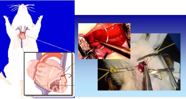 Figura 2- Oclusão da artéria coronária esquerda no miocárdio do rato 