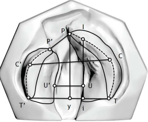 Figure 1 – Oclusal view of the landmarks used for assessment. 