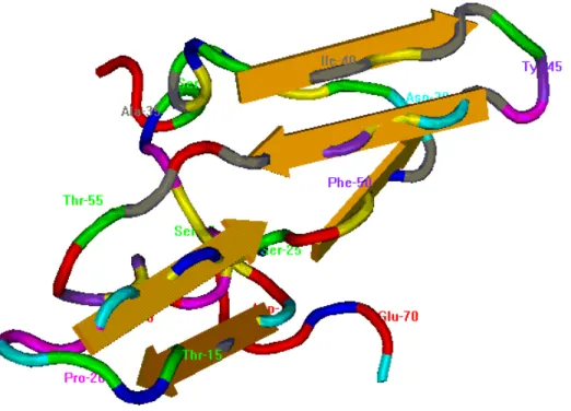 Figura 2 -  Estrutura tridimensional do inibidor de proteinase de soja do tipo  Bowman-Birk