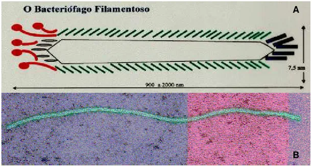 Figura 4  – Partícula do bacteriófago M13. (A) desenho representativo mostrando  as proteínas constituintes da capa protéica do vírus:          pIII,         pVI,                            pVII,        pVIII e        pIX; (B) micrografia eletrônica