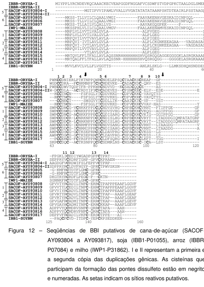 Figura 12  – Seqüências de BBI putativos de cana-de-açúcar (SACOF- (SACOF-AY093804 a AY093817), soja (IBB1-P01055), arroz  (IBBR-P07084) e milho (IWP1-P31862)