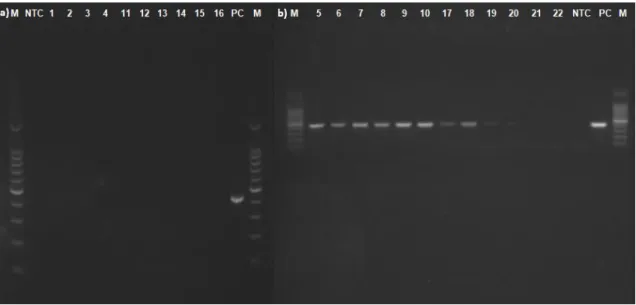 Figure 3.5: Results obtained for the RT-PCR for the cell culture samples using a standard PCR  with the F2-R3 primer pair (Nishizawa et al