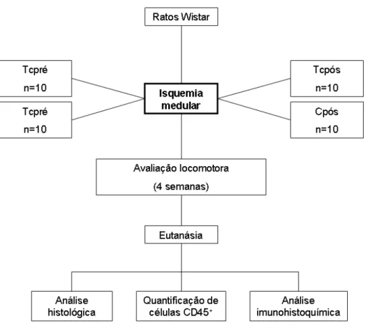 Figura  4.  Protocolo  experimental.  Grupos:  Cpré  (n=10),  Tcpré  (n=10),  Cpós (n=10), Tcpós (n=10)