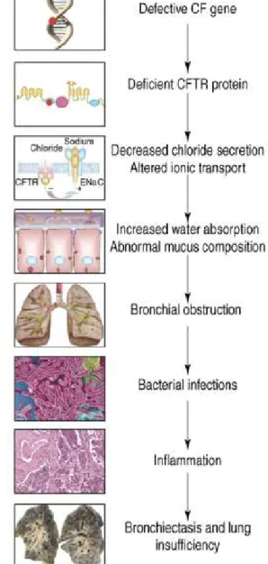 Figure I.1.1 – CF Pathogenesis Cascade: From primary gene defect to lung disease. 