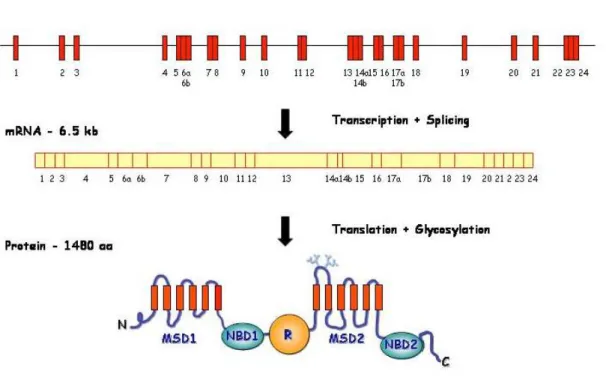 Figure  I.2.1  –  Scheme  representing  the  CFTR  gene,  mRNA  and  protein.  N  –  N- N-terminus; MSD – membrane-spanning domain; NBD – nucleotide-binding domain; R –  regulatory  domain;  C  –  C-terminus  (more  details  in  section  2.2.1)