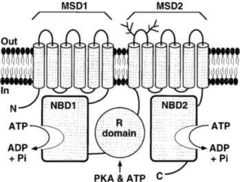 Figure I.2.3 – Model for CFTR domain structure at the  plasma  membrane. MSD,  membrane-spanning domain; NDB, nucleotide-binding domais; R, regulatory domain; 