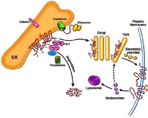 Figure  I.2.5  -  Biosynthesis  and  degradation  of  CFTR.  As  the  primary  structure  of  CFTR  is  formed,  the  polypeptide  is  incorporated  into  the  ER  membrane
